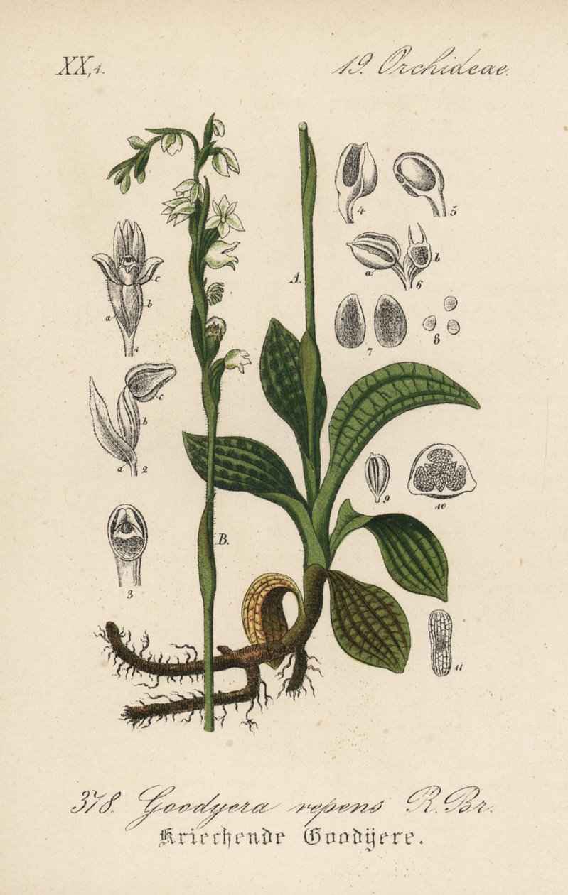 Goodyere rastejante - Goodyera repens. Litografia colorida à mão da Flora alemã (Flora von Deutschland) de Diederich von Schlechtendal, Jena de Unbekannter Künstler