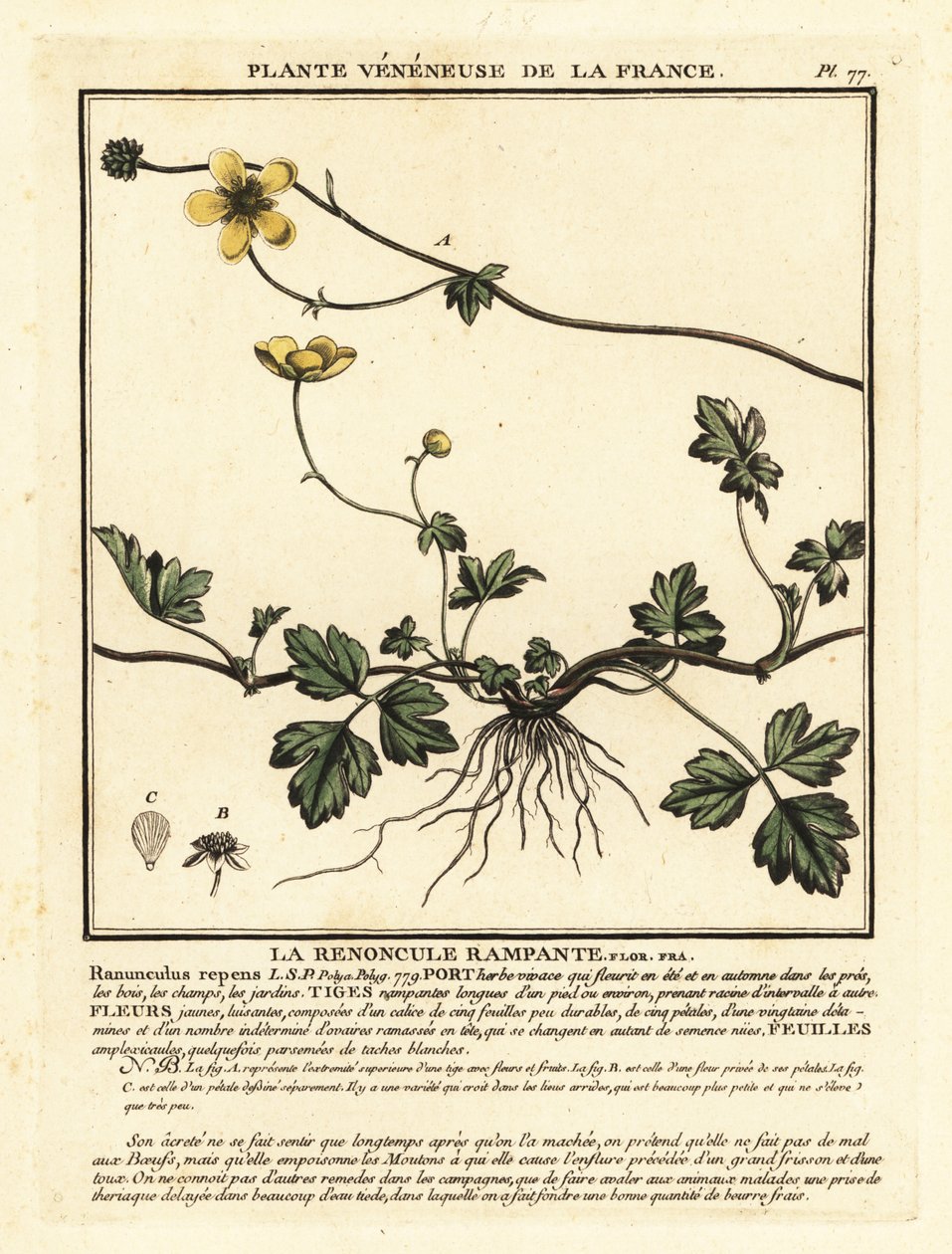 Ranúnculo rastejante, Ranunculus repens. de Unbekannter Künstler