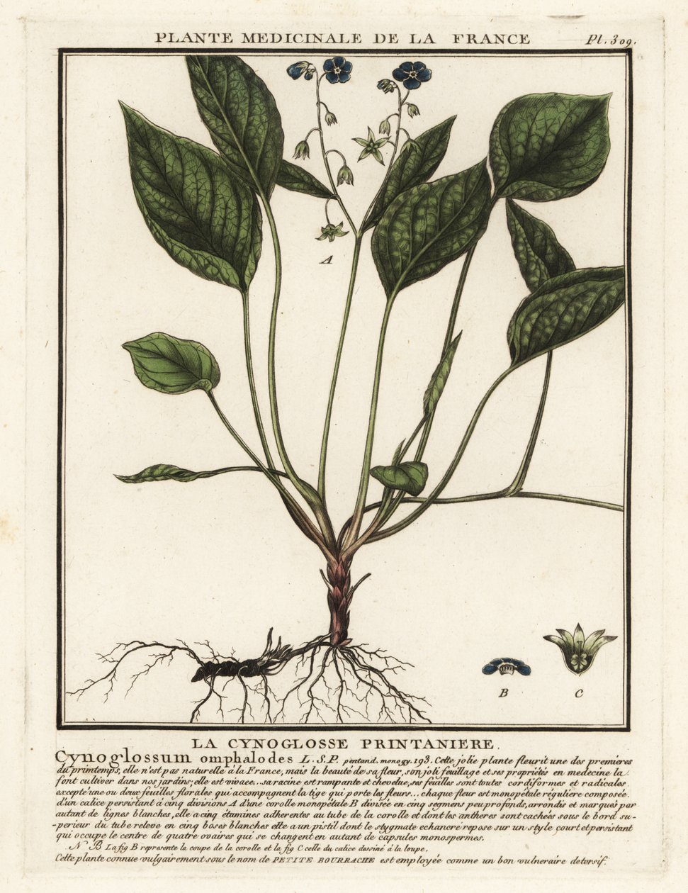 Mamífero rastejante, Omphalodes verna. de Unbekannter Künstler