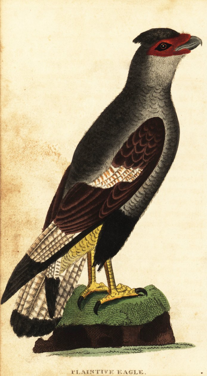 Caracara Crested, Caracara plancus. ,1800 (gravura) de Unbekannter Künstler