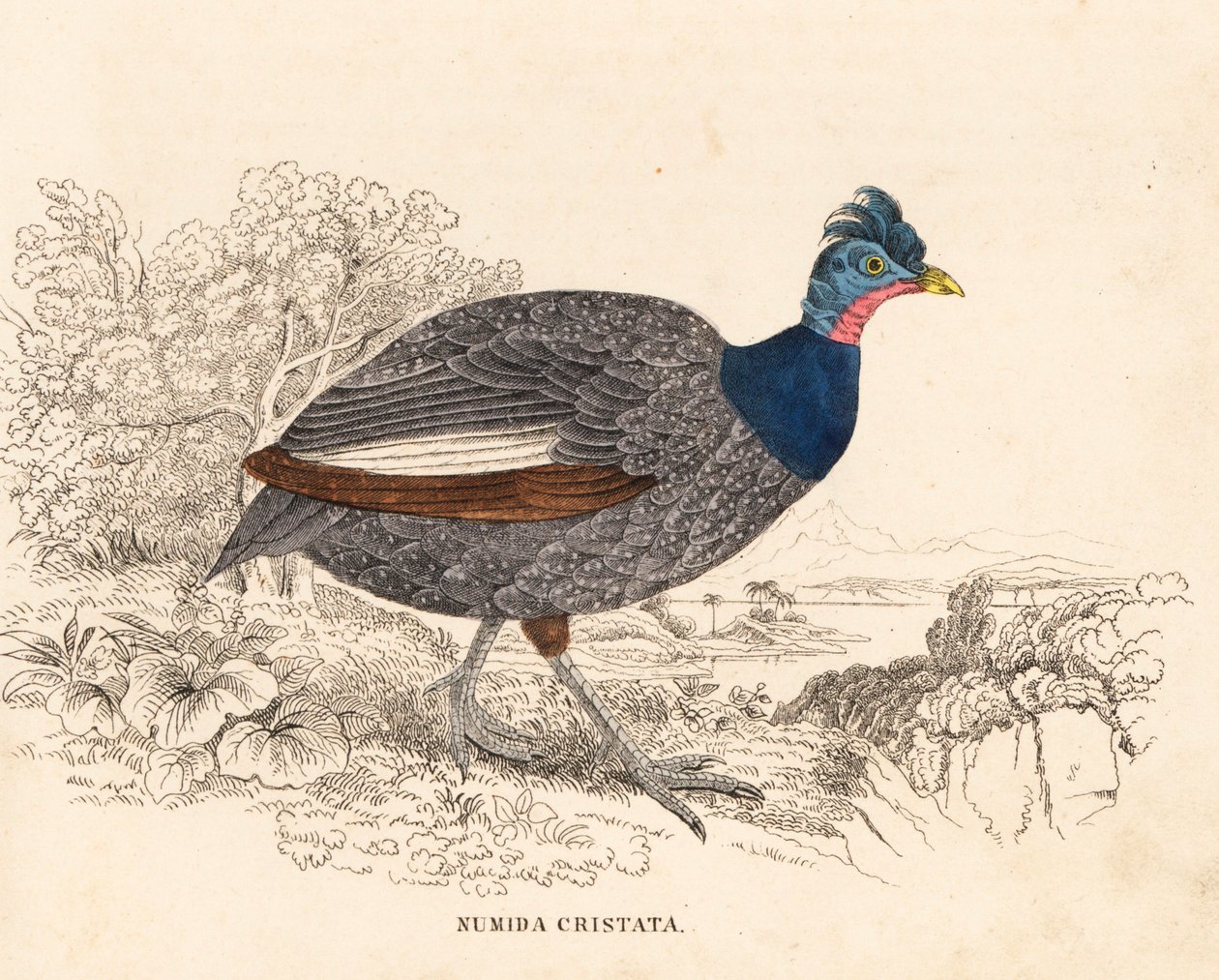 Pintassilgo de crista, Guttera pucherani (Numida cristata). Gravura em metal aço colorida à mão da Galeria de História Natural de Georg Friedrich Treitschke, Naturhistorischer Bildersaal des Thierreiches, Liepzig de Unbekannter Künstler