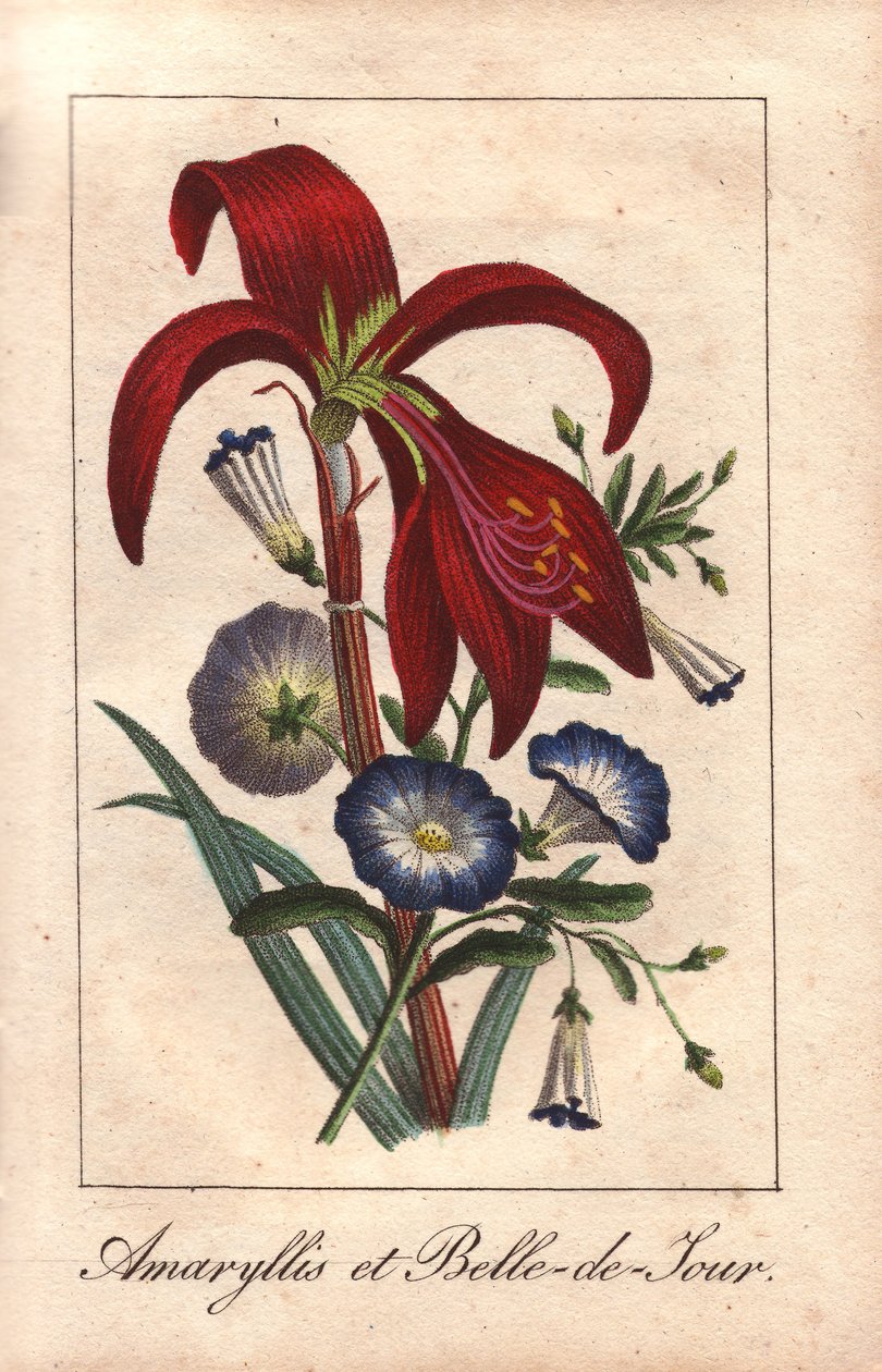 Amaryllis carmesim e glória-da-manhã anã, Hippeastrum e Convolvulus tricolor de Unbekannter Künstler