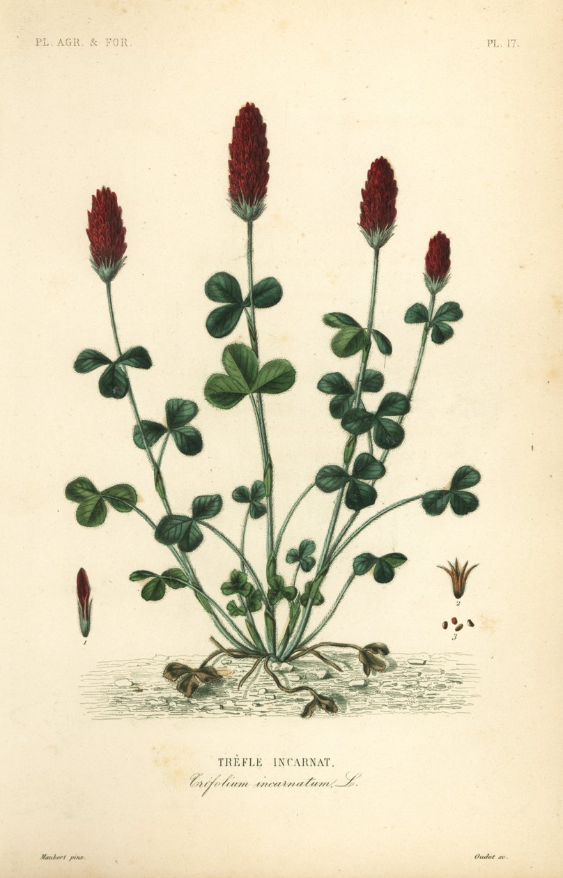 Trevo carmesim ou trevo italiano, Trifolium incarnatum, Trefle incarnat de Unbekannt