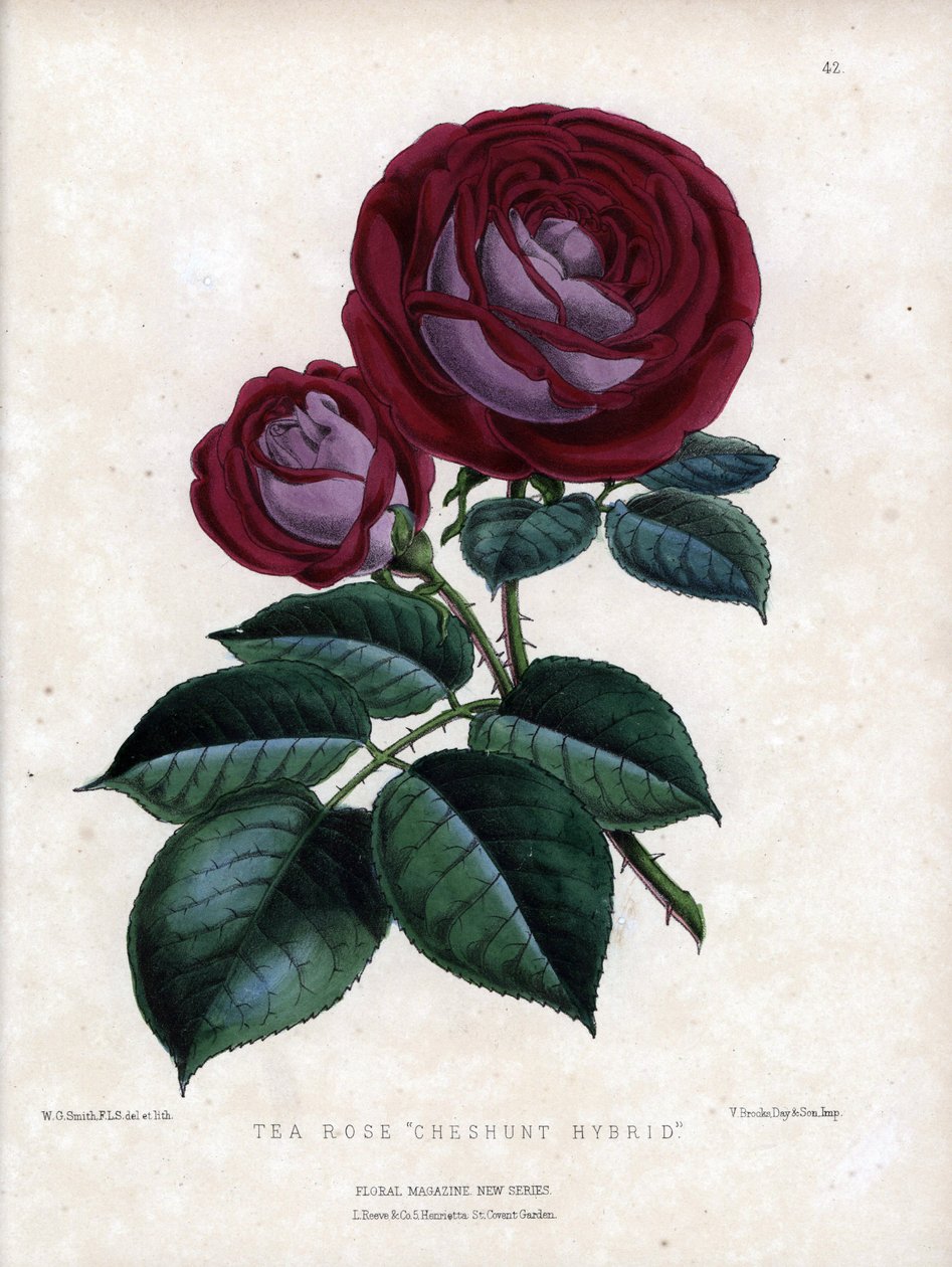 Rosa carmesim e púrpura. Variedade híbrida do chá, cultivada em estufa, tipo Rosa da China. Litografia de Worthington G. Smith (1835-1917), publicada na revista Floral Magazine de Unbekannter Künstler