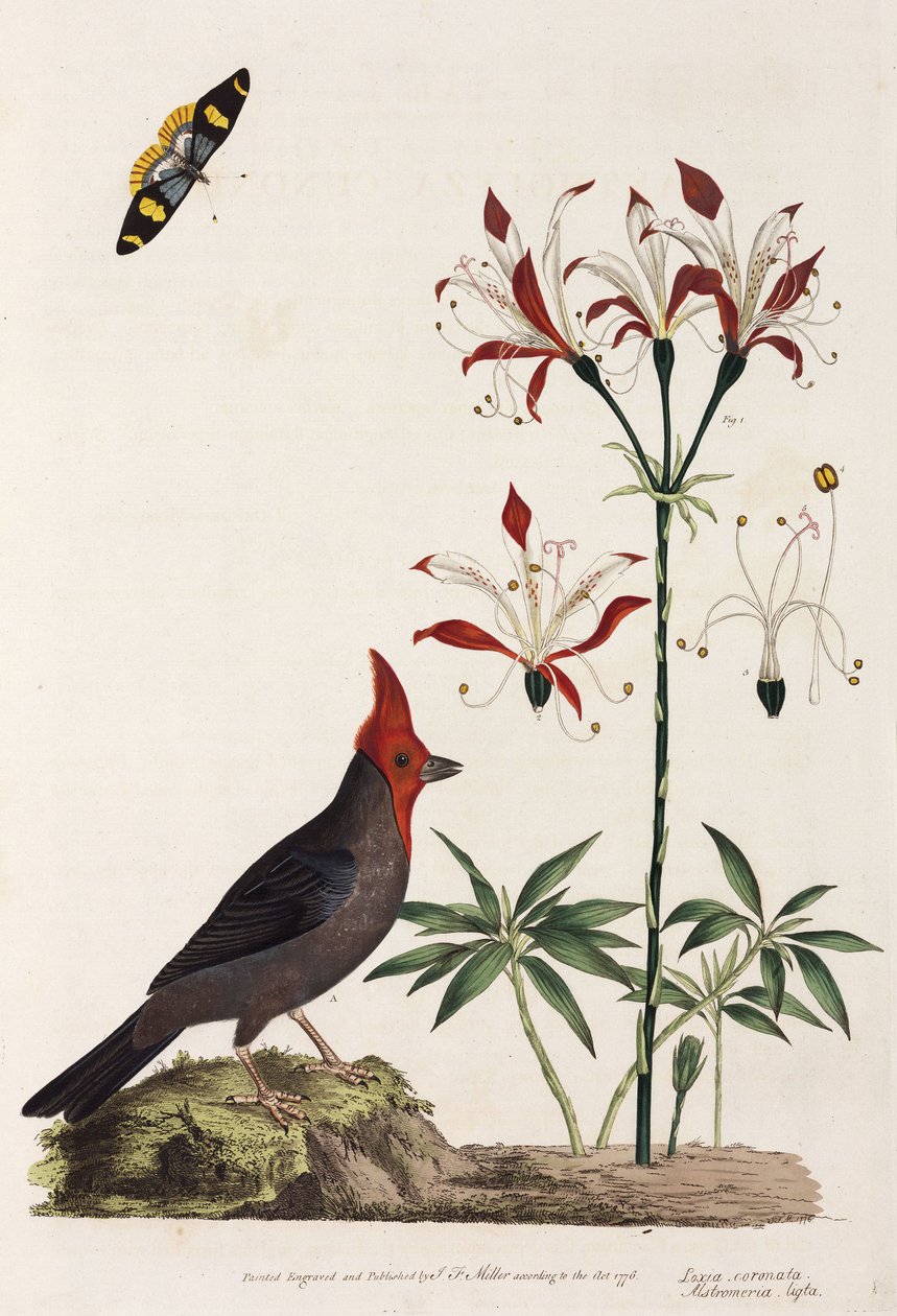 Crossbill, lírio e borboleta de Unbekannt