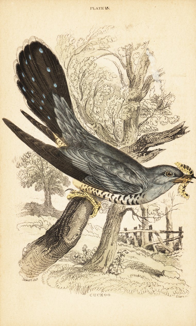 Cuco, Cuculus canorus, com uma lagarta no bico. 1889 (gravura) de Unbekannter Künstler