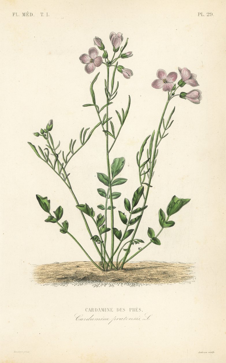 Cuckooflower, Cardamine pratensis, Cardamine des pres de Unbekannt