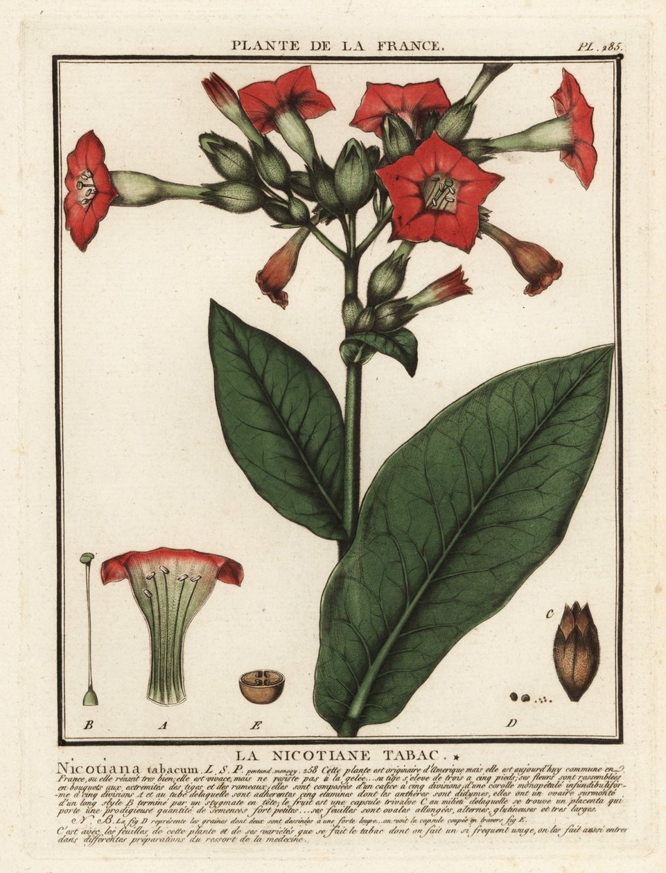 Tabaco cultivado, Nicotiana tabacum. de Unbekannter Künstler