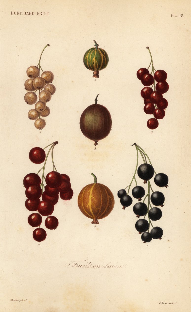 Groselhas e bagas, frutas en baies de Unbekannt