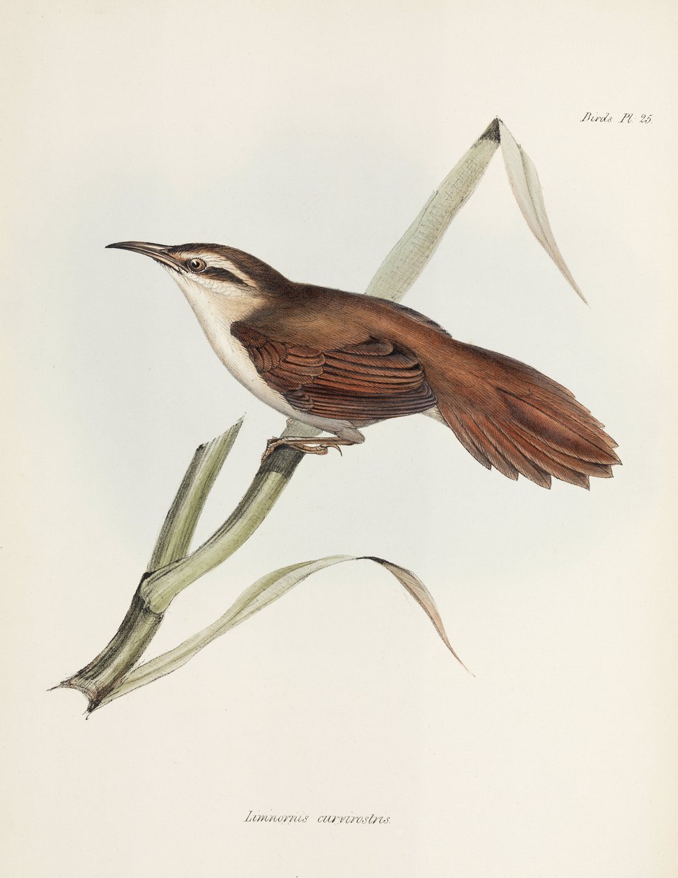Reedhaunter, Argentina, c 1832-1836 de Unbekannter Künstler