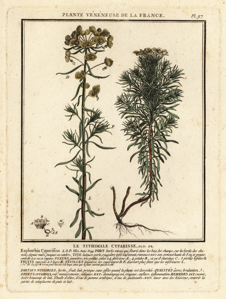 Spurge cipreste, Euphorbia cyparissias. de Unbekannter Künstler
