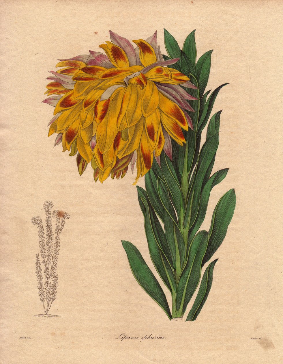 Dália variete, lipária esférica (Liparia sphaerica), com flor grande e inclinada, de cor laranja, originária da Cidade do Cabo (África do Sul). Ilustração de R. Mills (ativo 1836-1842), em The Botanist, série de Benjamin Maund em cinco volumes, publicada e de Unbekannter Künstler