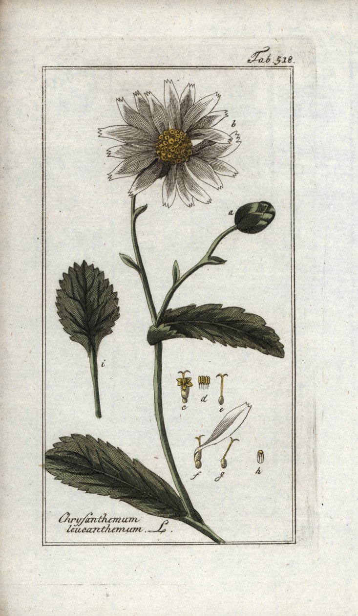 Margarida (Leucanthemum vulgare). Litografia de "Afbeelding der Artseny-Gewassen" de Johannes Zorn (1739-1799), Países Baixos de Unbekannter Künstler