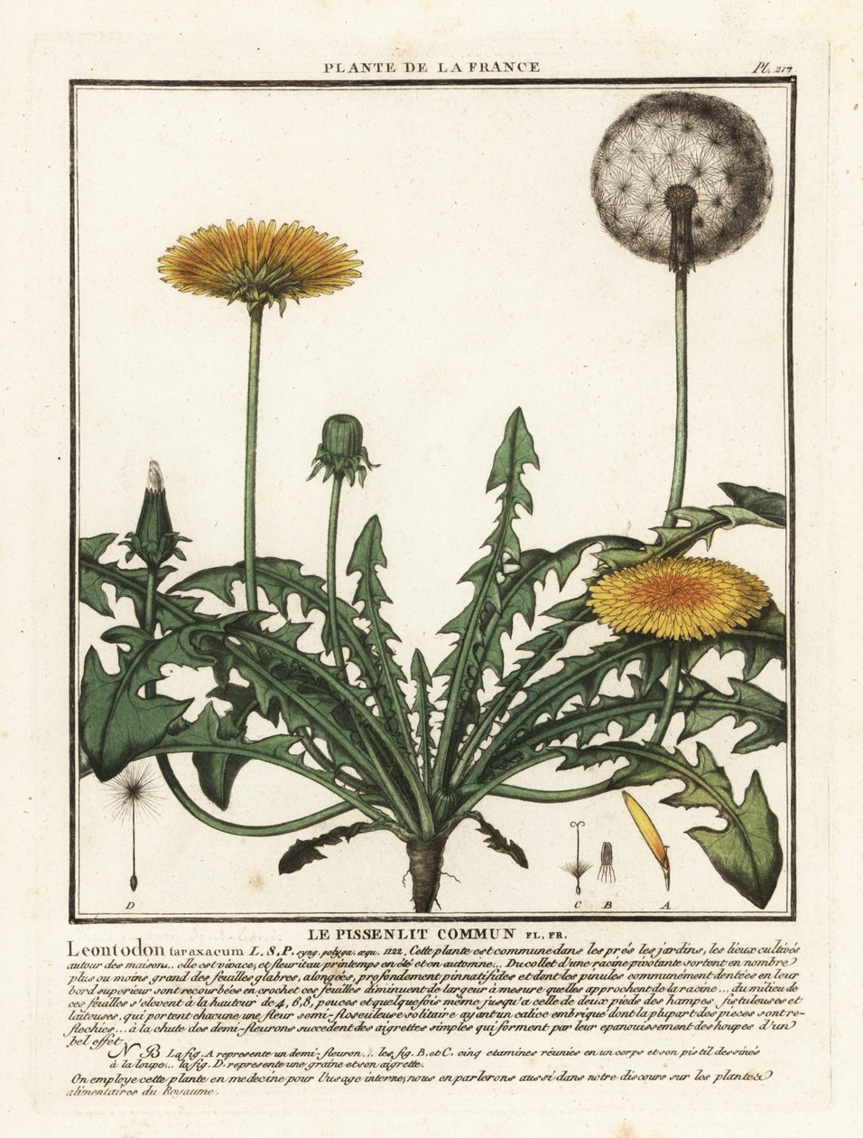 Dandelion, Taraxacum campylodes. de Unbekannter Künstler