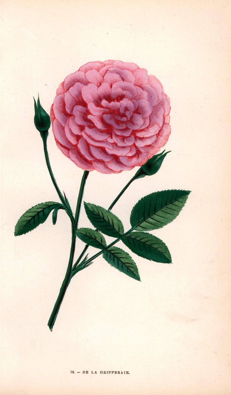 A rosa de la Grifferaie, híbrido da Rosa multiflora, apareceu no mercado por volta de 1846. Cromolitografia desenhada e litografada segundo a natureza por F. Grobon a partir da obra "Les Roses" de Hippolyte Jamain e Eugene Forney, Paris, J. Rothschild de Unbekannter Künstler