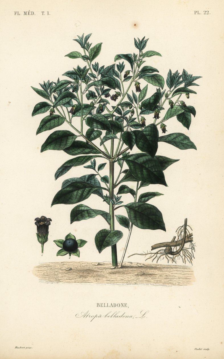 Sombra mortal, Atropa belladonna, Belladone de Unbekannt