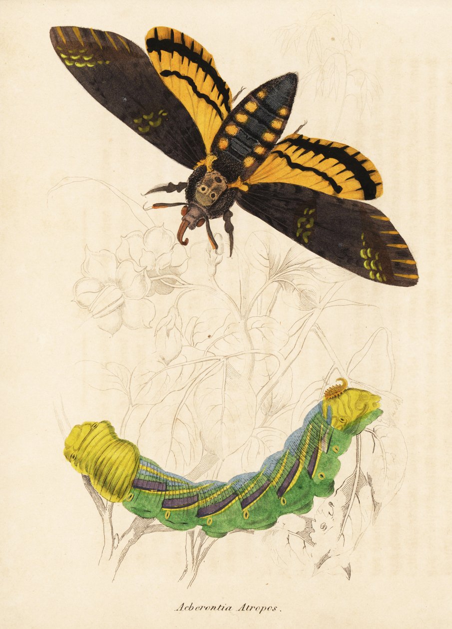 Acherontia atropos, a traça do falcão da cabeça da morte. Gravura em metal aço colorida à mão da Galeria de História Natural de Georg Friedrich Treitschke, Naturhistorischer Bildersaal des Thierreiches, Liepzig-1842. de Unbekannter Künstler