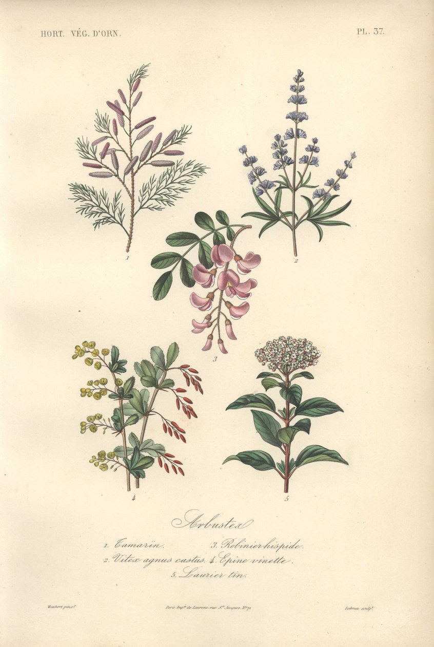 Estampa botânica decorativa com tamarindo, alfarrobeira, árvore casta, bérberis e viburno de Unbekannter Künstler