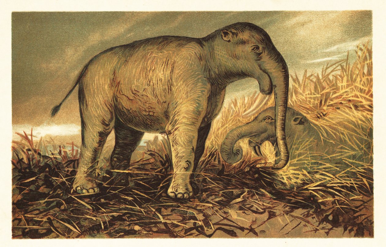Deinotherium giganteum, grande parente pré-histórico do moderno-dia1908 (litografia) de Unbekannter Künstler
