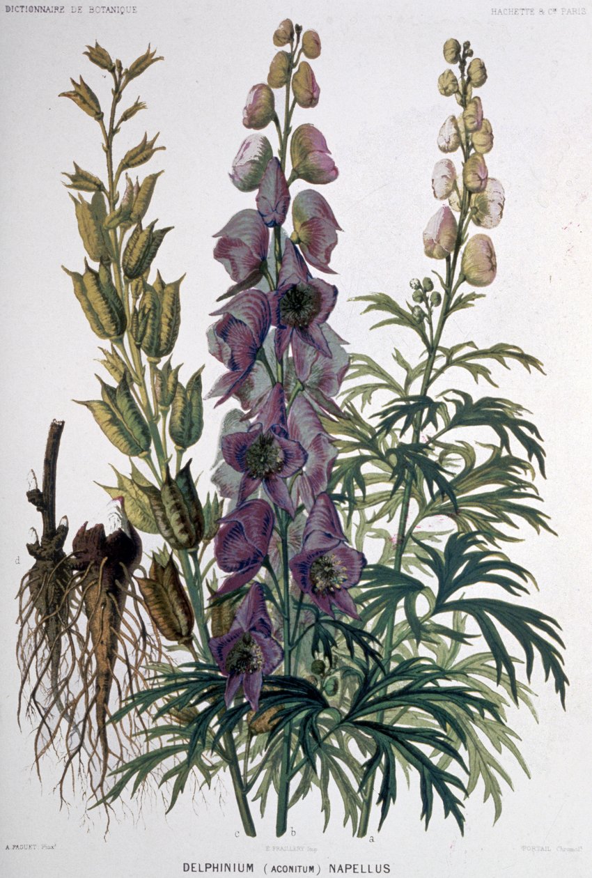 Delphinium Napellus, c.1850-1900 (litografia) de Unbekannter Künstler