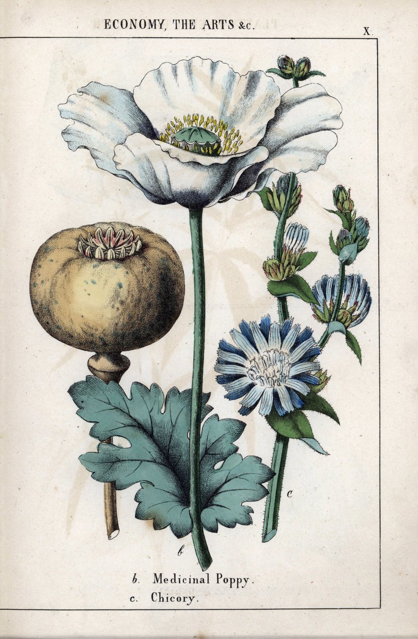 Descrição de uma papoila medicinal com flor branca e flor de chicória azul. Cromolitografia em "Recueil d