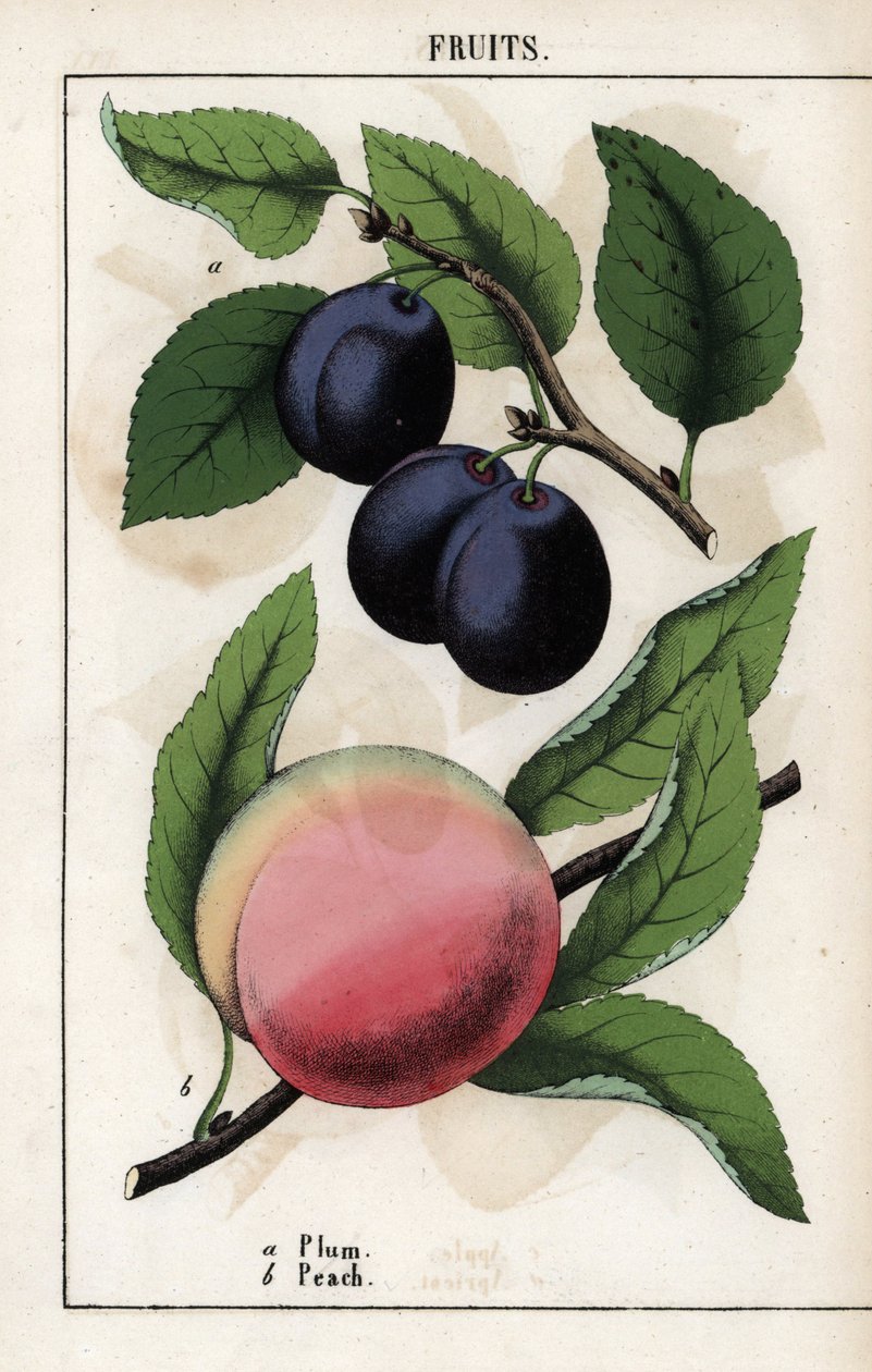 Descrição dos frutos: ameixa azul (quetsche) e pêssego de Unbekannter Künstler