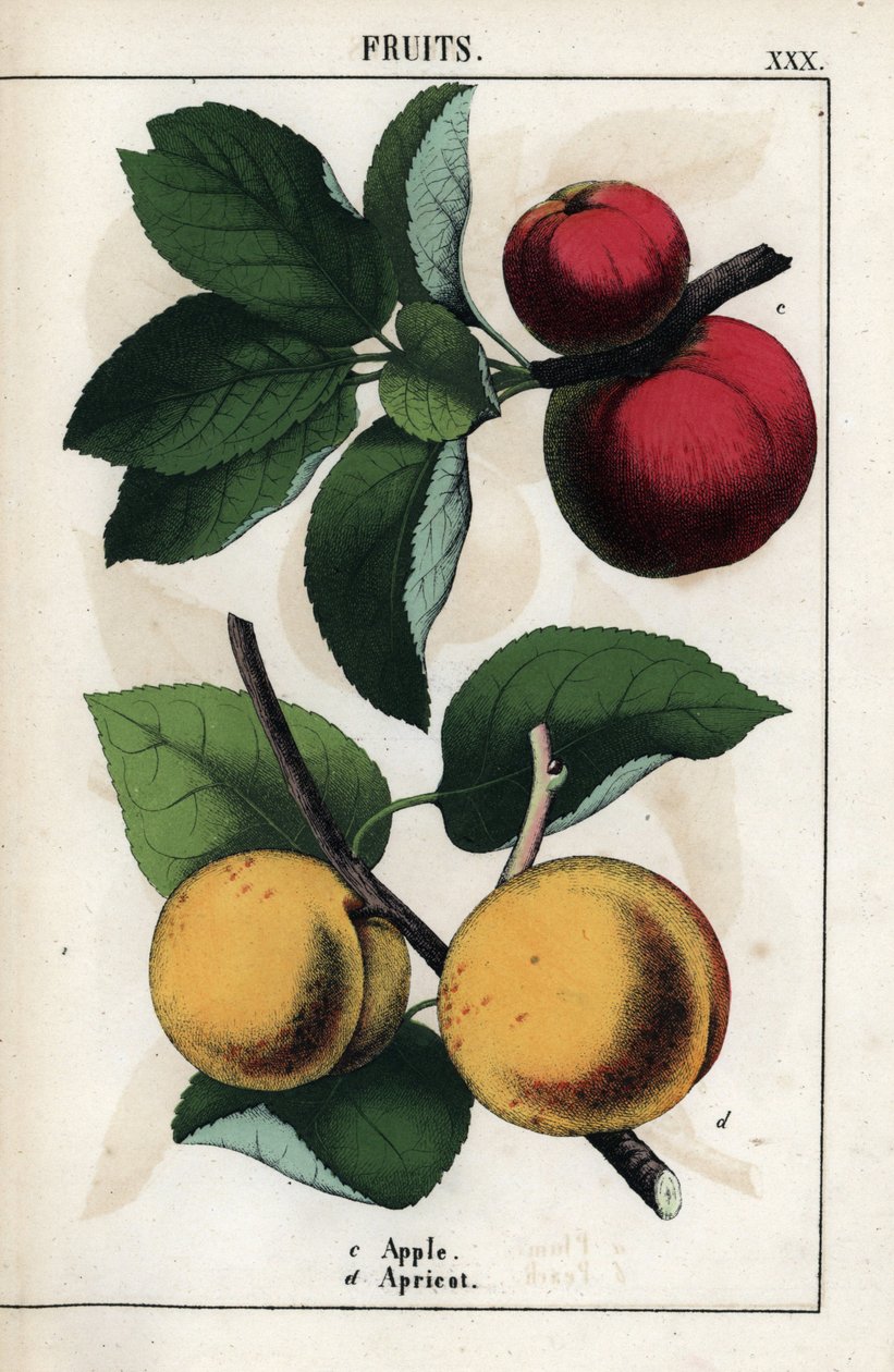Descrição dos frutos: maçãs vermelhas e alperces. Cromolitografia em "Recueil d