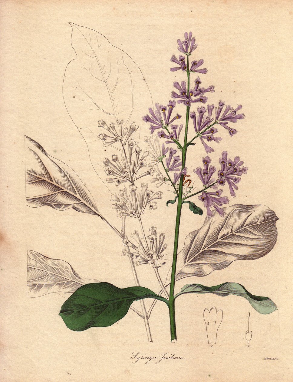 Descrição do lilás húngaro (Syringa josikaea), originário da Europa Central e Oriental. Ilustração de Miss R. Mills (ativo 1836-1842), em The Botanist, série de Benjamin Maund em cinco volumes, publicada entre 1836 e 1842. Esta obra é célebre de Unbekannter Künstler