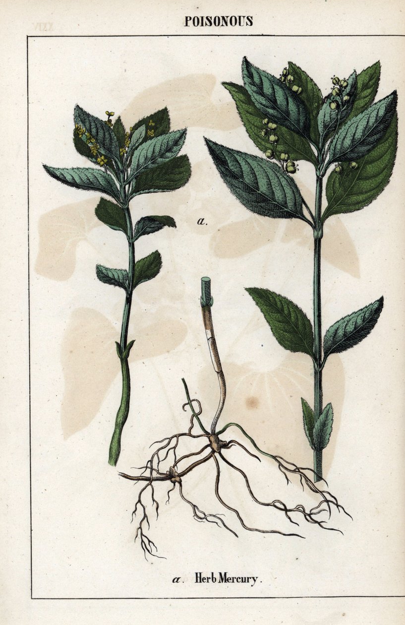 Descrição da planta anual mercuriale, flores, frutos e raízes. de Unbekannter Künstler