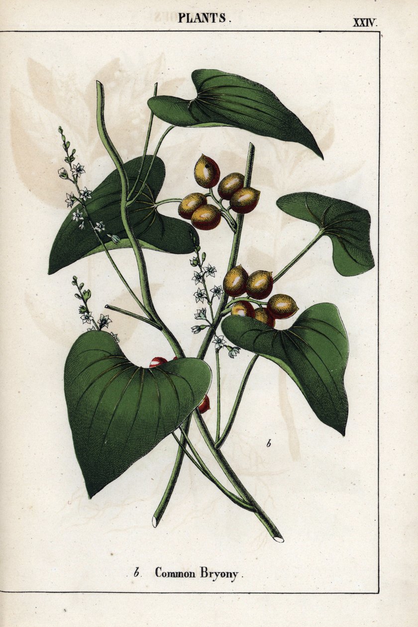 Descrição da bryone comum (Bryonia alba), com as suas bagas douradas. Cromolitografia em "Recueil d