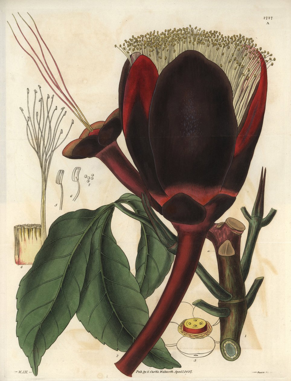 Descrição da grande flor de chocolate escuro de uma planta de nogueira-pecã, que produz nozes comestíveis, nozes pecan. Planta originária da América do Sul. Ilustração de Wiliam Jackson Hooker (1785-1865), botânico e escritor britânico, professor na Univer de Unbekannter Künstler