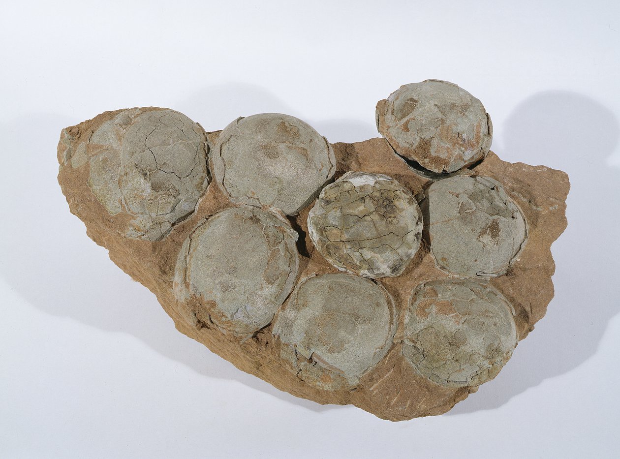 Ovos de dinossauro, encontrados na Província de Henan, China, Período Cretáceo Superior (foto) de Unbekannt