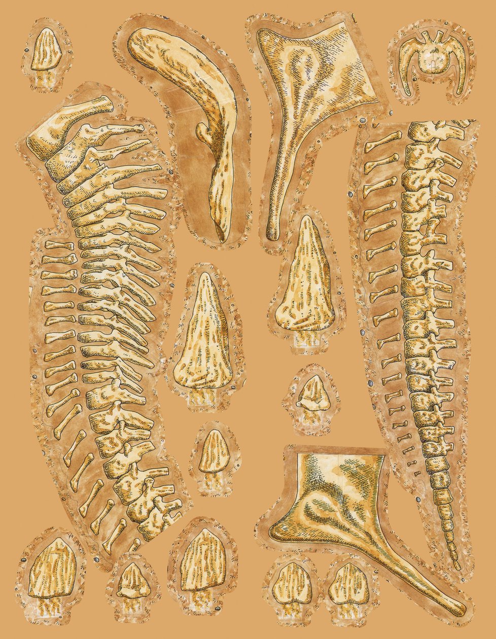 Ossos de dinossauro sobre fundo colorido, em grande plano de Unbekannt