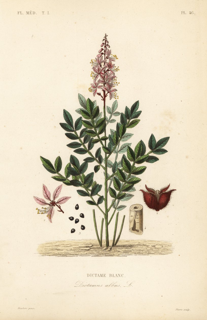 Dittany, Dictamnus albus, Dictame blanc de Unbekannt
