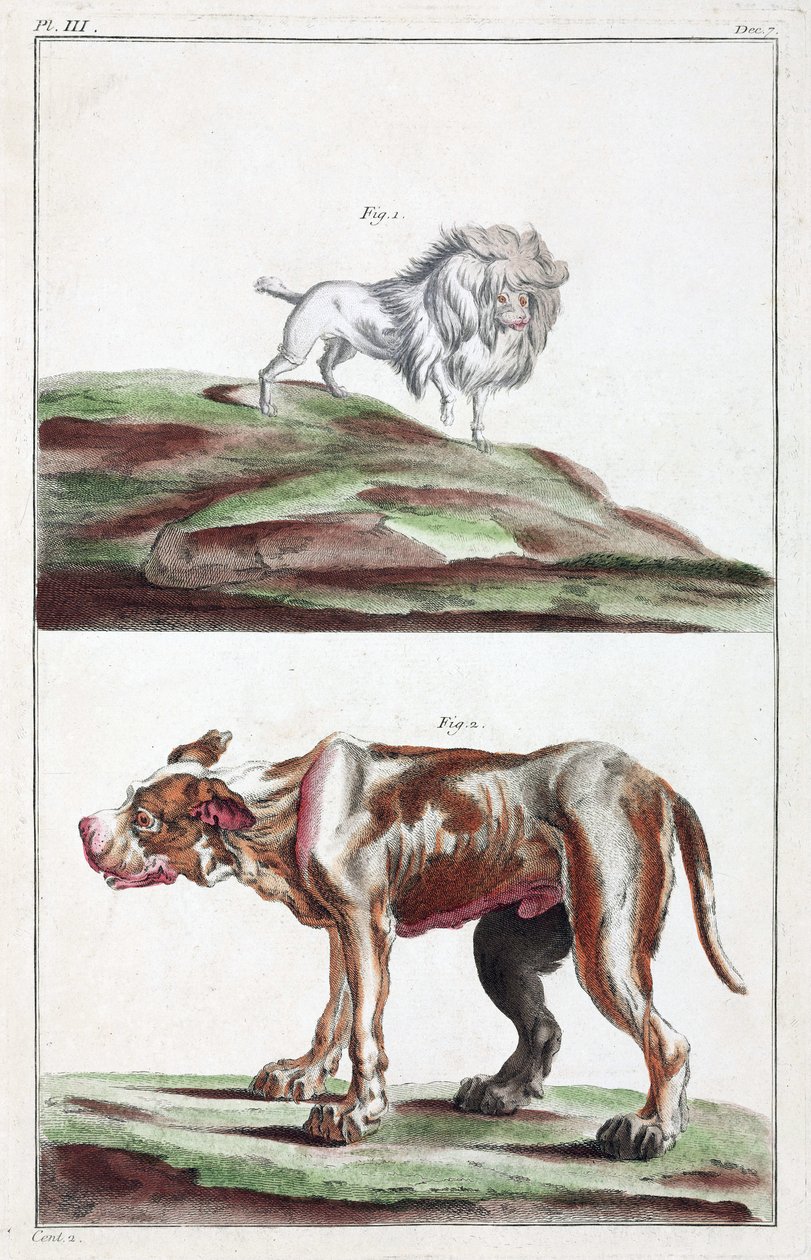 Cães de Unbekannt