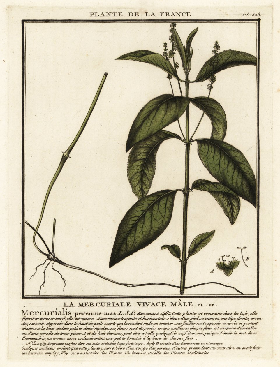 Mercúrio de cão, Mercurialis perennis. de Unbekannter Künstler
