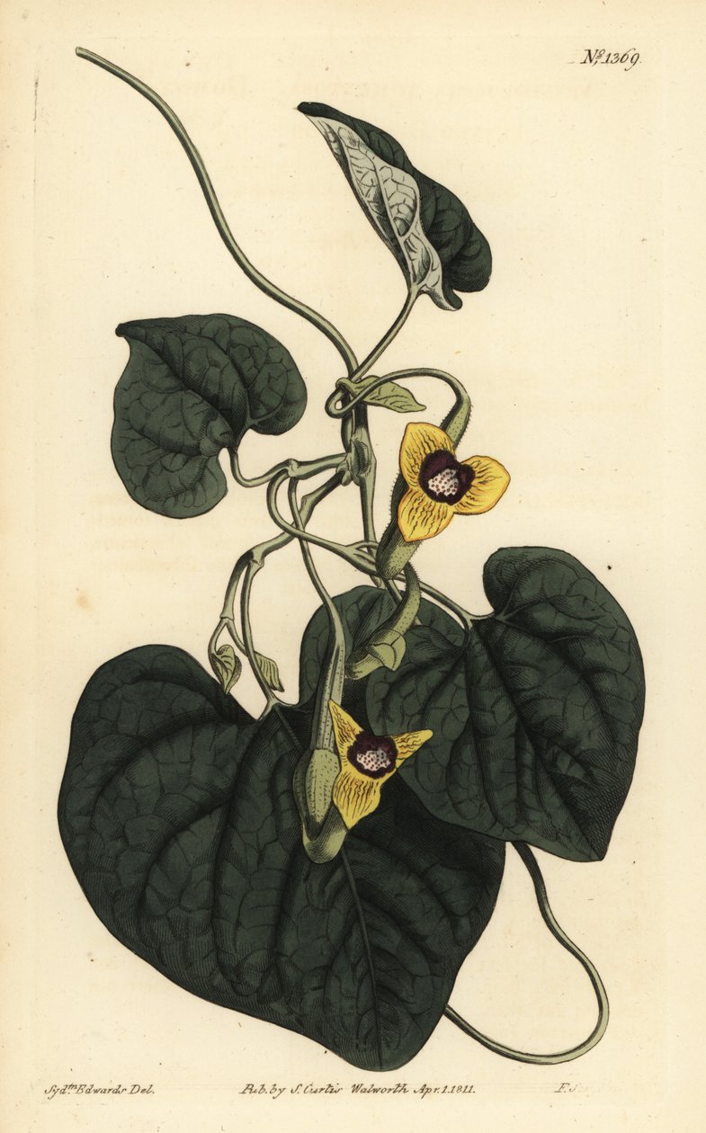 Downy deixou erva, Aristolochia tomentosa de Unbekannt
