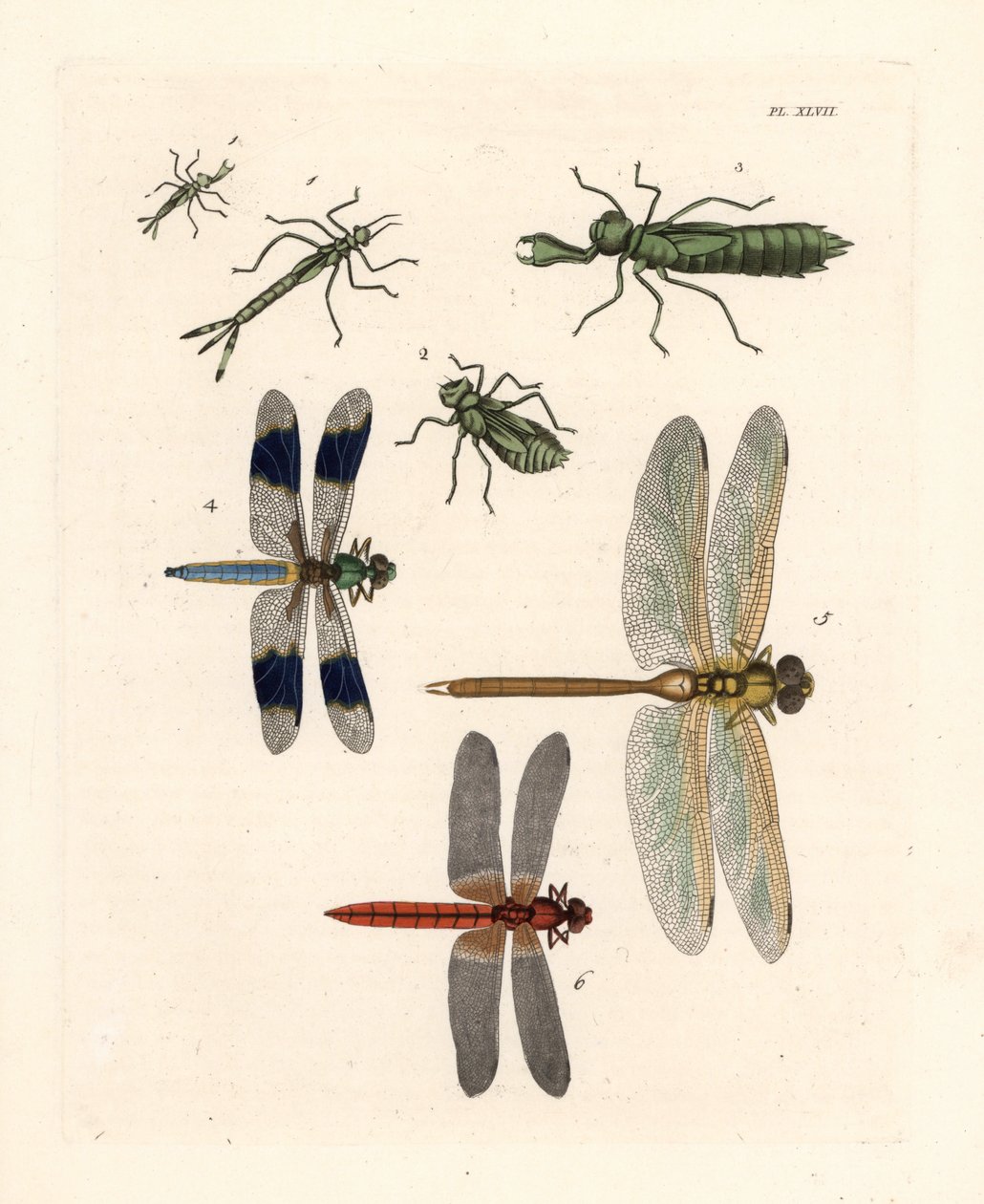 Formas larvares de libélulas 1,2,3, Libellula lydia 4, Anax junius 5 e Crocothemis servilia 6. Litografia colorida à mão da nova edição de John O. Westwood da obra de Dru Drury "Illustrat de Unbekannter Künstler