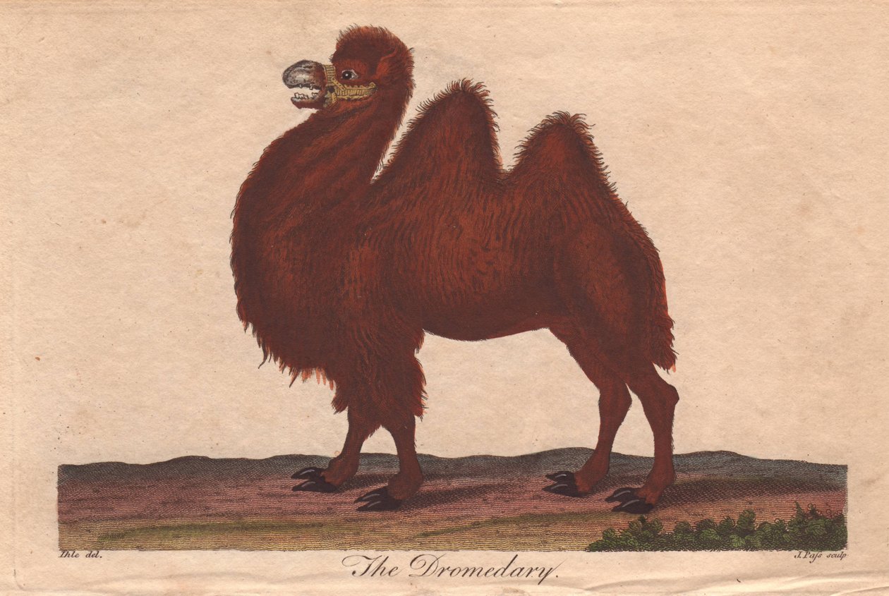 Camelo dromedário Camelus dromedarius de Unbekannter Künstler