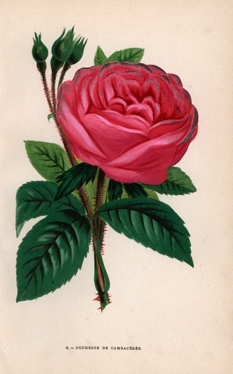 Rosa Duchesse de Cambaceres, variedade híbrida criada por Monsieur Fontaine de Chatillon em 1854. Cromolitografia desenhada e litografada segundo a natureza por F. Grobon a partir da obra "Les Roses" de Hippolyte Jamain e Eugene Forney, Paris, J. Rothschil de Unbekannter Künstler