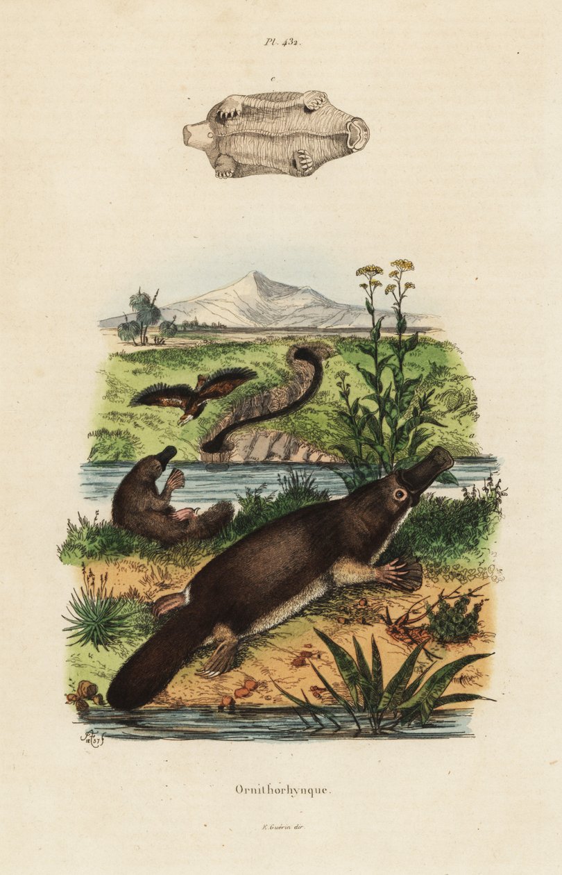 Ornithorhynchus anatinus, ornithorhynchus anatinus de Unbekannt
