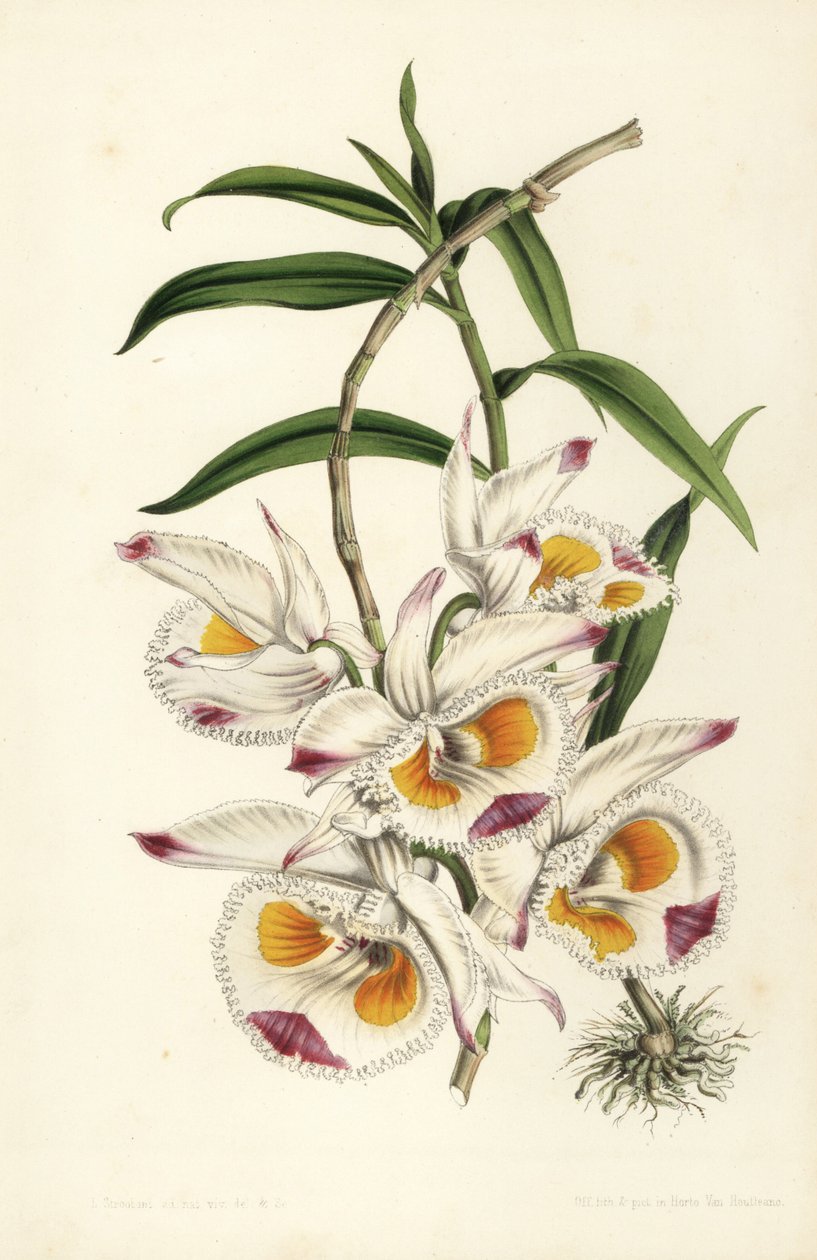 Orquídea dendrobium do Duque de Devonshire, Dendrobium devonianum. Litografia colorida à mão por Stroobant da obra de Louis van Houtte e Charles Lemaire "Flowers of the Gardens and Hothouses of Europe", Flore des Serres et des Jardins de l