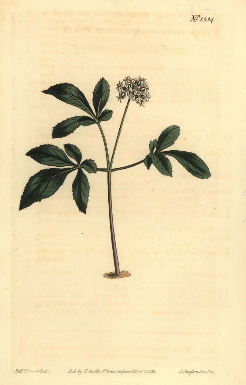 Dwarf ginseng, Panax trifolius de Unbekannt