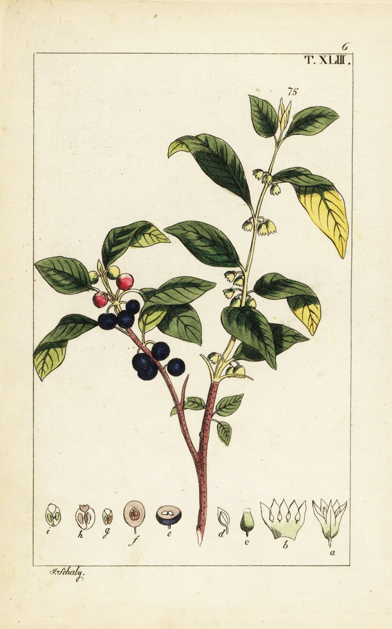 Espinheiro de tintura de Dyer, Flueggea tinctoria. de Unbekannter Künstler