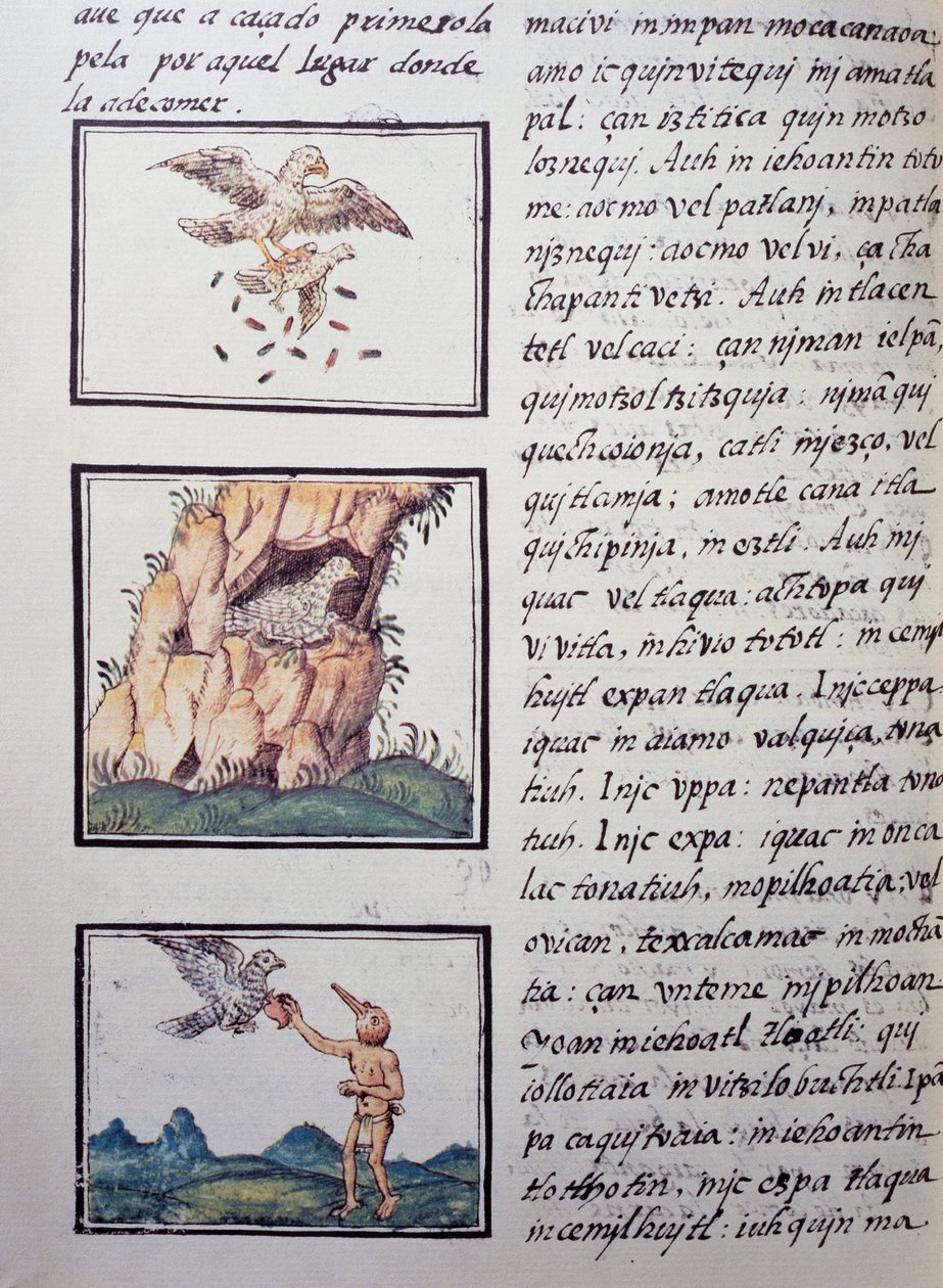 Eagles, página do Codex Florentino, versão bilíngüe em espanhol e Nahuatl, História Geral das Coisas da Nova Espanha pelo missionário espanhol Fray Bernardino de Sahagun (1499-1590). A civilização asteca de William M. Timlin
