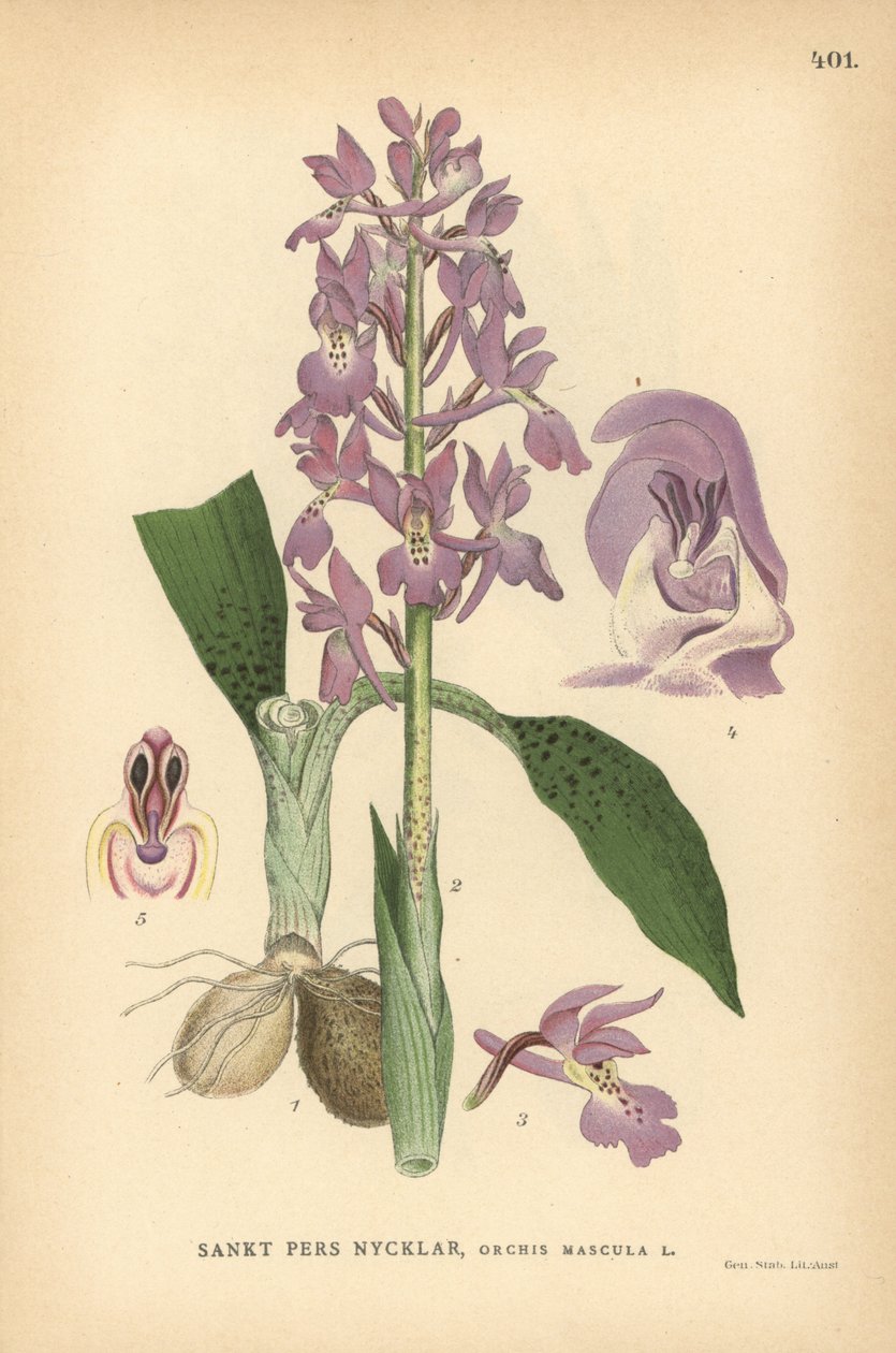 Orquídea púrpura primitiva, Orchis mascula de Unbekannter Künstler