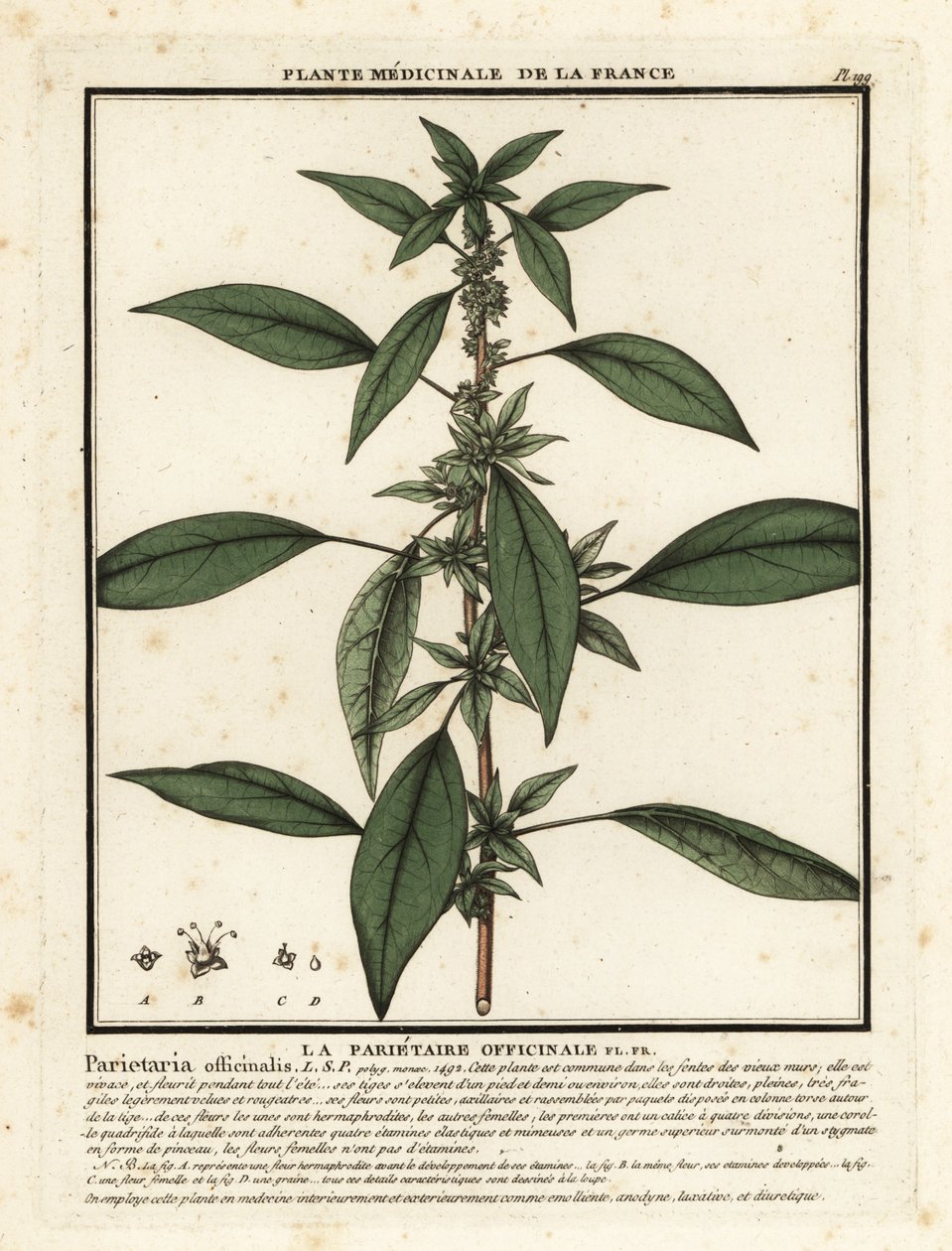 Pelitúria do Leste, Parietaria officinalis. de Unbekannter Künstler