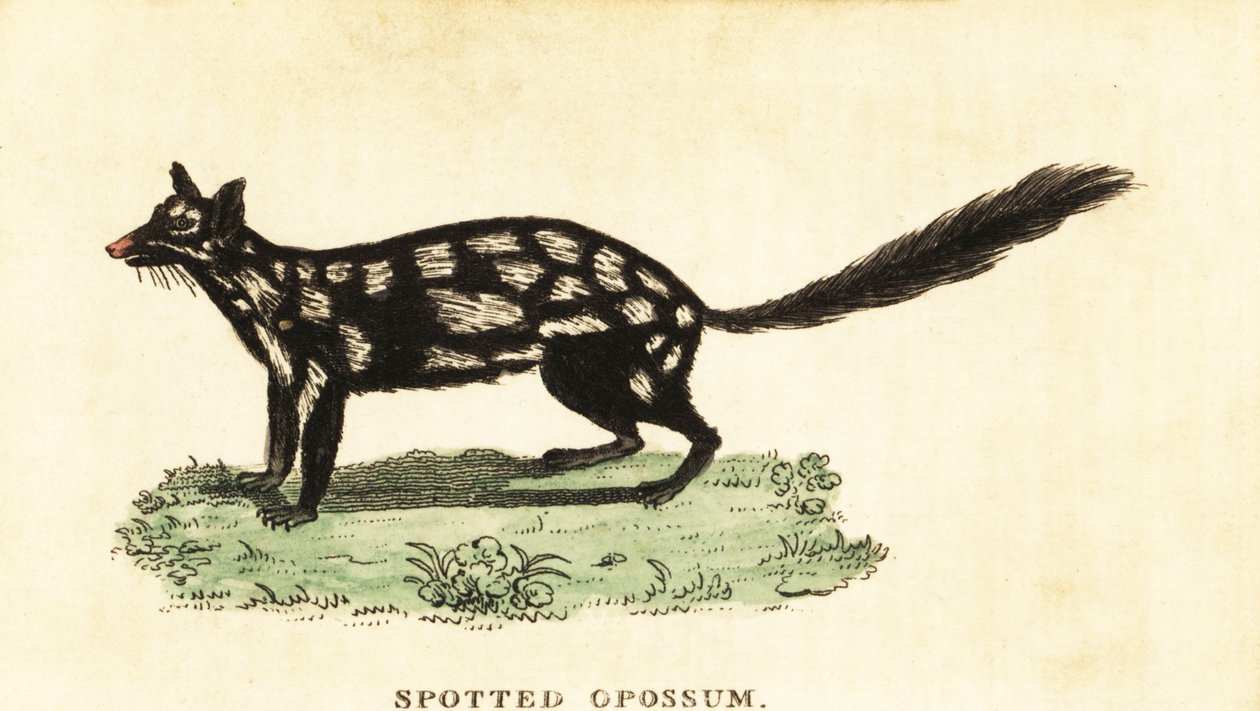 quoll oriental, guaxinim Dasyurus. ,1800 (gravura) de Unbekannter Künstler