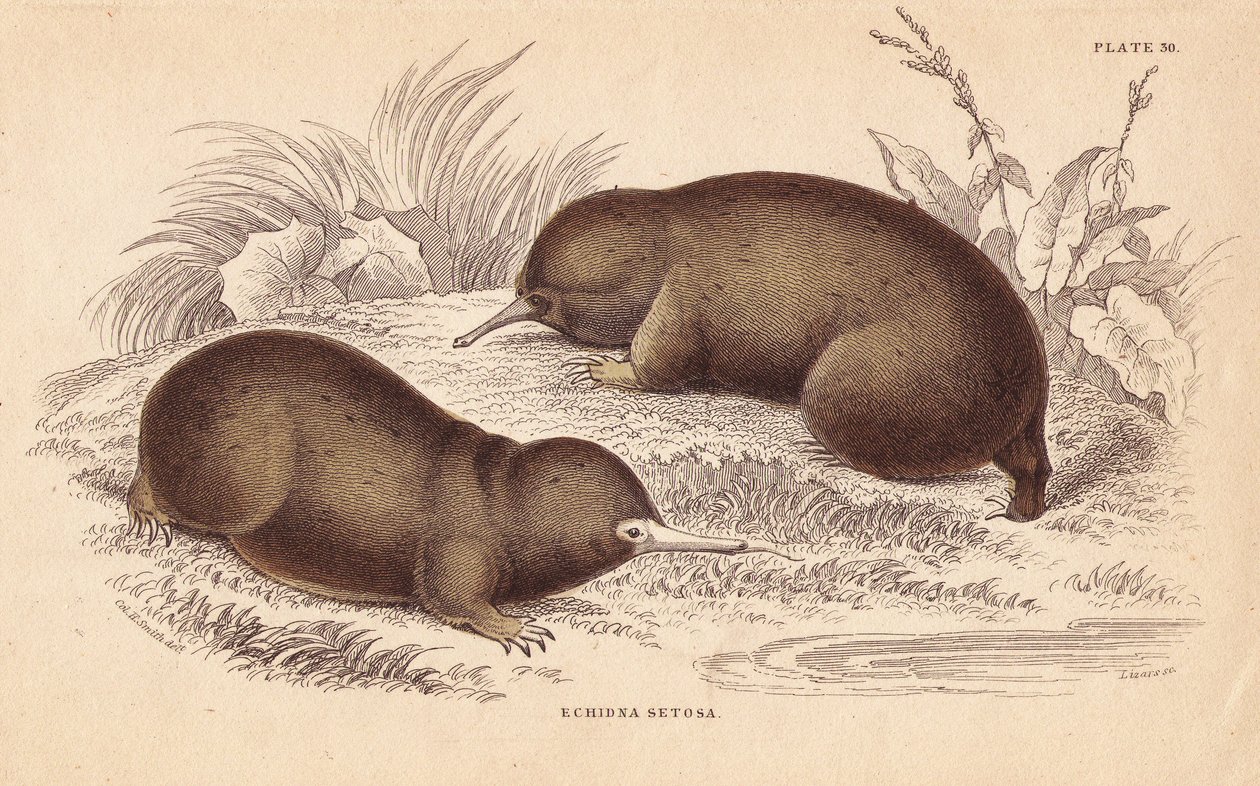 Equidna ou tamanduá-bandeira, Tachyglossus aculeatus (Echidna setosa). Gravura em metal aço colorida à mão por Lizars a partir de uma ilustração de Charles Hamilton Smith da Naturalist