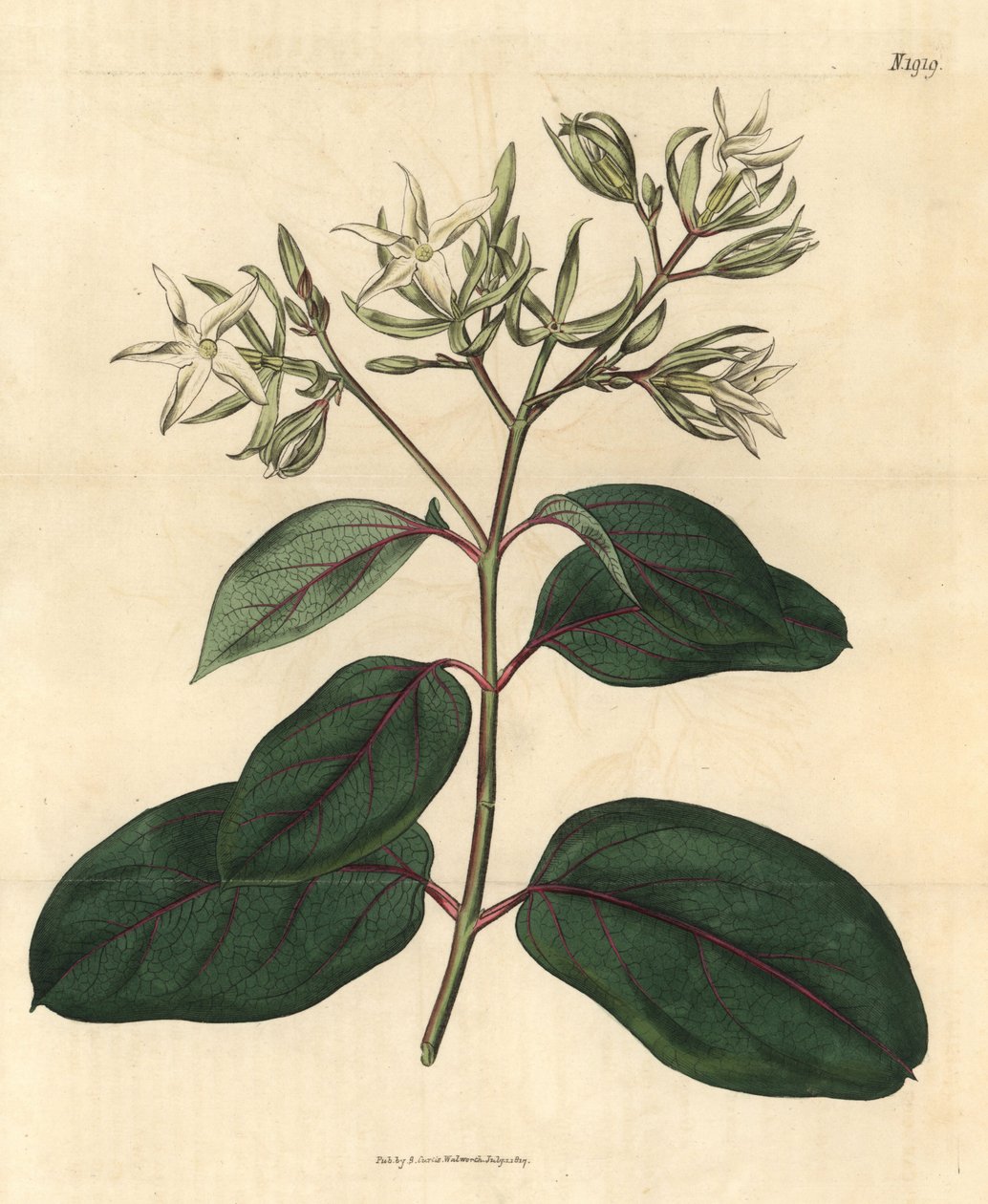 Echite - Kamettia caryophyllata (Echites caryophyllata). Gravura botânica colorida à mão da Curtis